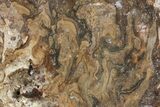 Polished Fossil Stromatolite (Chlorellopsis?) Slab - Wyoming #357286-1